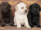 Собаки, щенки Лабрадор ретривер, цена 4700 Грн., Фото