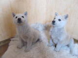 Собаки, щенята Різне, ціна 1000 Грн., Фото