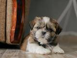 Собаки, щенята Ши-тцу, ціна 18000 Грн., Фото