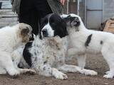 Собаки, щенята Середньоазіатська вівчарка, ціна 10000 Грн., Фото