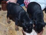 Собаки, щенята Доберман, ціна 2900 Грн., Фото
