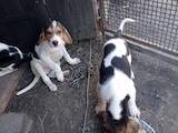 Собаки, щенята Російський хорт, ціна 2000 Грн., Фото