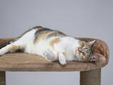 Кошки, котята Беспородная, цена 10 Грн., Фото