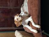 Собаки, щенята Англійська Спрінгер спаніель, ціна 4000 Грн., Фото
