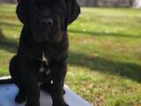 Собаки, щенята Кане Корсо, ціна 20000 Грн., Фото