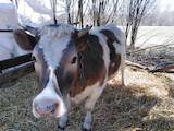 Животноводство,  Сельхоз животные Крупно-рогатый скот, цена 15000 Грн., Фото