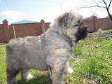 Собаки, щенята Кавказька вівчарка, ціна 7300 Грн., Фото