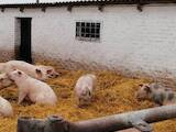 Тваринництво,  Сільгосп тварини Свині, ціна 45 Грн., Фото