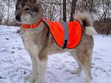 Собаки, щенки Западно-Сибирская лайка, цена 250 Грн., Фото