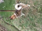 Собаки, щенки Западно-Сибирская лайка, цена 10000 Грн., Фото