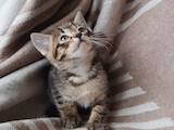 Кішки, кошенята Шотландська короткошерста, ціна 2200 Грн., Фото