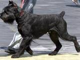 Собаки, щенята Різеншнауцер, ціна 10000 Грн., Фото