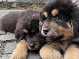 Собаки, щенята Тибетський мастиф, ціна 9800 Грн., Фото