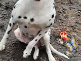 Собаки, щенята Далматин, ціна 108 Грн., Фото