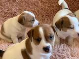 Собаки, щенки Джек Рассел терьер, цена 21500 Грн., Фото