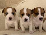 Собаки, щенята Джек Рассел тер'єр, ціна 21500 Грн., Фото
