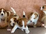 Собаки, щенки Джек Рассел терьер, цена 21500 Грн., Фото