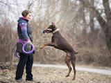 Собаки, щенята Доберман, ціна 10 Грн., Фото
