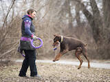 Собаки, щенята Доберман, ціна 10 Грн., Фото
