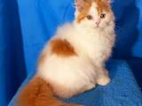 Кошки, котята Британская длинношёрстная, цена 6000 Грн., Фото