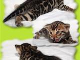 Кішки, кошенята Бенгальськая, ціна 1000 Грн., Фото