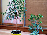 Домашні рослини Фікуси, ціна 450 Грн., Фото