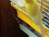 Попугаи и птицы Канарейки, цена 900 Грн., Фото