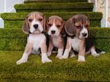 Собаки, щенки Бигль, цена 17500 Грн., Фото