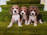 Собаки, щенки Бигль, цена 17500 Грн., Фото