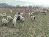 Животноводство,  Сельхоз животные Бараны, овцы, цена 100 Грн., Фото