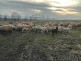Тваринництво,  Сільгосп тварини Барани, вівці, ціна 100 Грн., Фото