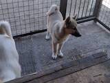 Собаки, щенята Західно-Сибірська лайка, ціна 1500 Грн., Фото
