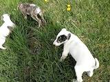 Собаки, щенята Грейхаунд, ціна 2000 Грн., Фото