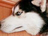 Собаки, щенята Сибірський хаськи, ціна 100 Грн., Фото