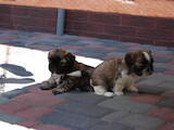 Собаки, щенки Ши-тцу, цена 8500 Грн., Фото