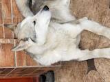 Собаки, щенки Западно-Сибирская лайка, цена 1000 Грн., Фото