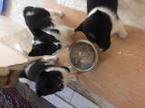 Собаки, щенки Западно-Сибирская лайка, цена 100 Грн., Фото