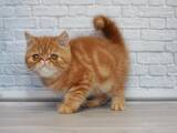 Кішки, кошенята Екзотична короткошерста, ціна 19600 Грн., Фото