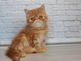 Кошки, котята Экзотическая короткошерстная, цена 19600 Грн., Фото