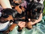 Собаки, щенки Доберман, цена 7500 Грн., Фото