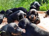 Собаки, щенята Доберман, ціна 7500 Грн., Фото