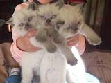 Кішки, кошенята Шотландська короткошерста, ціна 1500 Грн., Фото