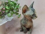 Кошки, котята Канадский сфинкс, цена 8500 Грн., Фото