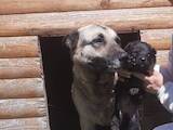 Собаки, щенки Немецкая овчарка, цена 400 Грн., Фото
