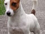 Собаки, щенята Джек Рассел тер'єр, ціна 8000 Грн., Фото