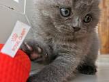 Кошки, котята Британская короткошерстная, цена 2500 Грн., Фото