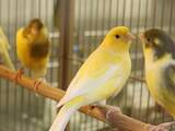 Папуги й птахи Канарки, ціна 250 Грн., Фото