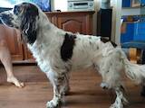 Собаки, щенята Англійська Спрінгер спаніель, ціна 1000 Грн., Фото