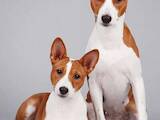 Собаки, щенята Басенджі, ціна 10000 Грн., Фото