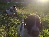 Собаки, щенки Немецкая жесткошерстная легавая, цена 2700 Грн., Фото